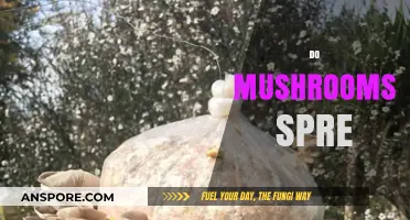 Mushroom Mysteries: How Do They Spread?