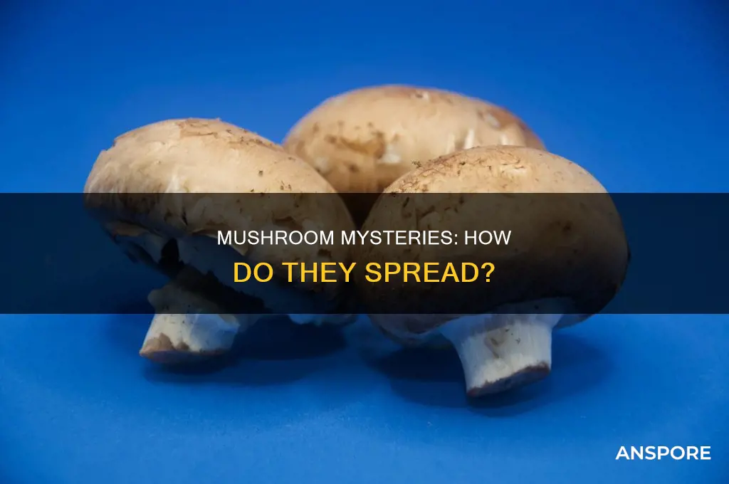 do mushrooms spre