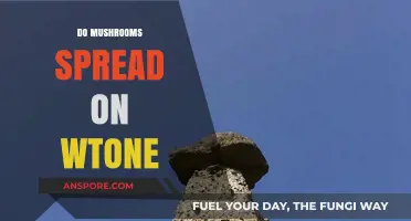 Mushrooms Spread on Stone: How and Why?