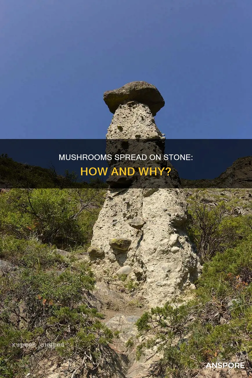 do mushrooms spread on wtone