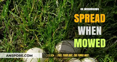 How Mowing Spreads Mushrooms in Your Lawn