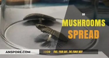 Mushroom Mysteries: How Do They Spread?