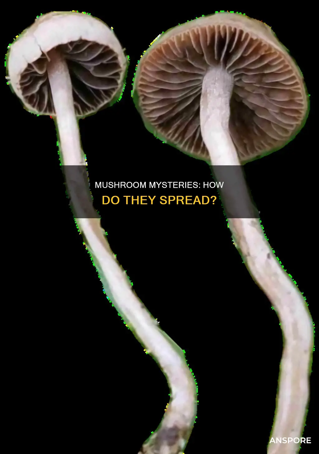 do mushrooms spread