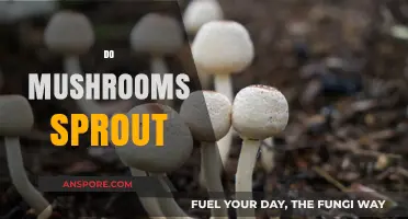 How Mushrooms Sprout: A Fungi's Life Cycle