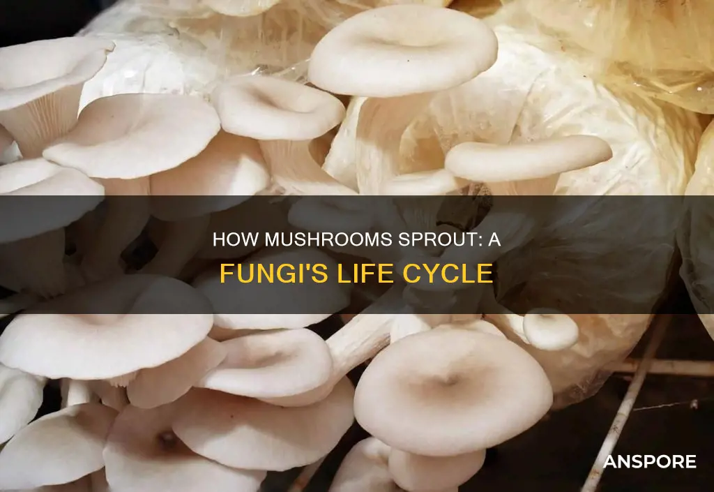 do mushrooms sprout