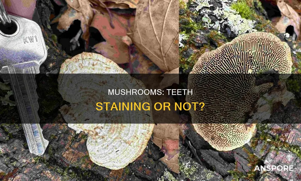 do mushrooms stain teeth