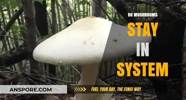 Mushrooms: How Long Do They Stay in Your System?