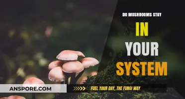 How Long Do Mushrooms Stay in Your System?
