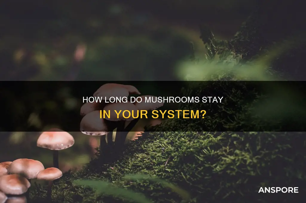 do mushrooms stay in your system