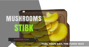 Mushrooms: Sticking Together, a Natural Wonder