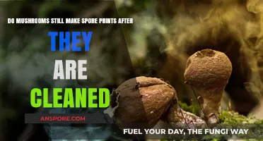 Cleaned Mushrooms: Do They Still Produce Spore Prints?