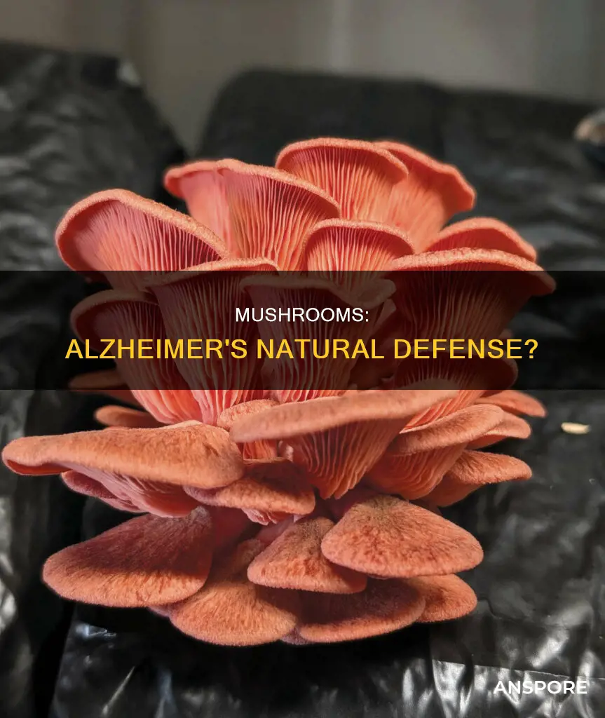 do mushrooms stop alzheimers