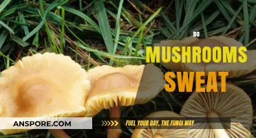 Mushrooms: Do They Sweat or Not?