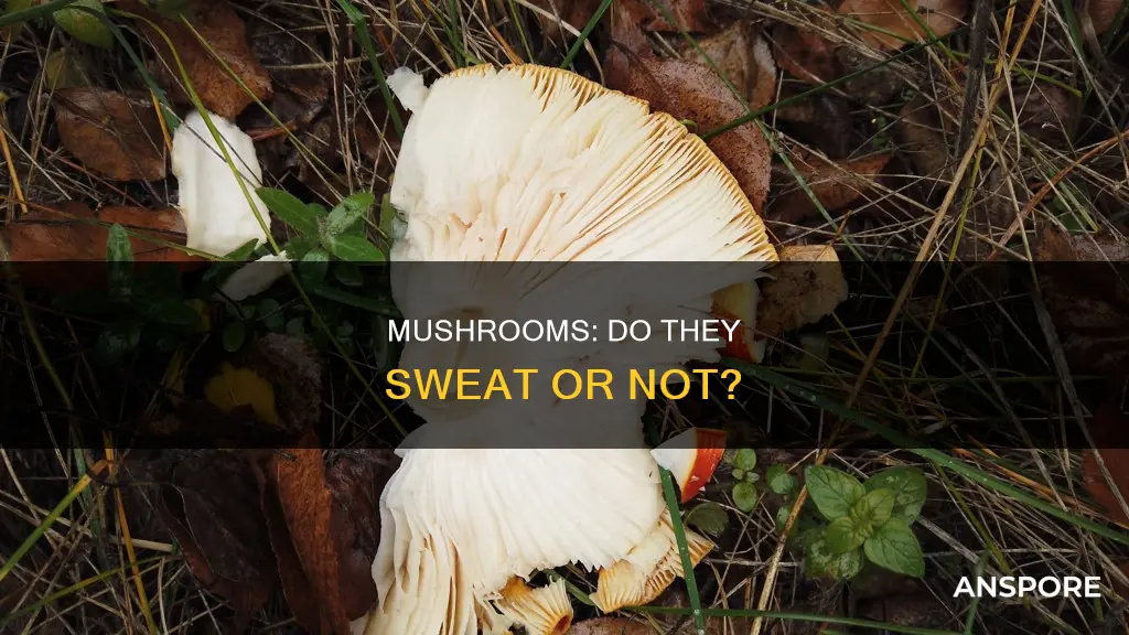 do mushrooms sweat