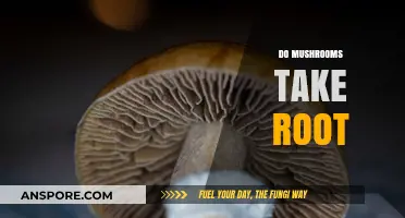 Mushroom Mysteries: Do They Take Root?