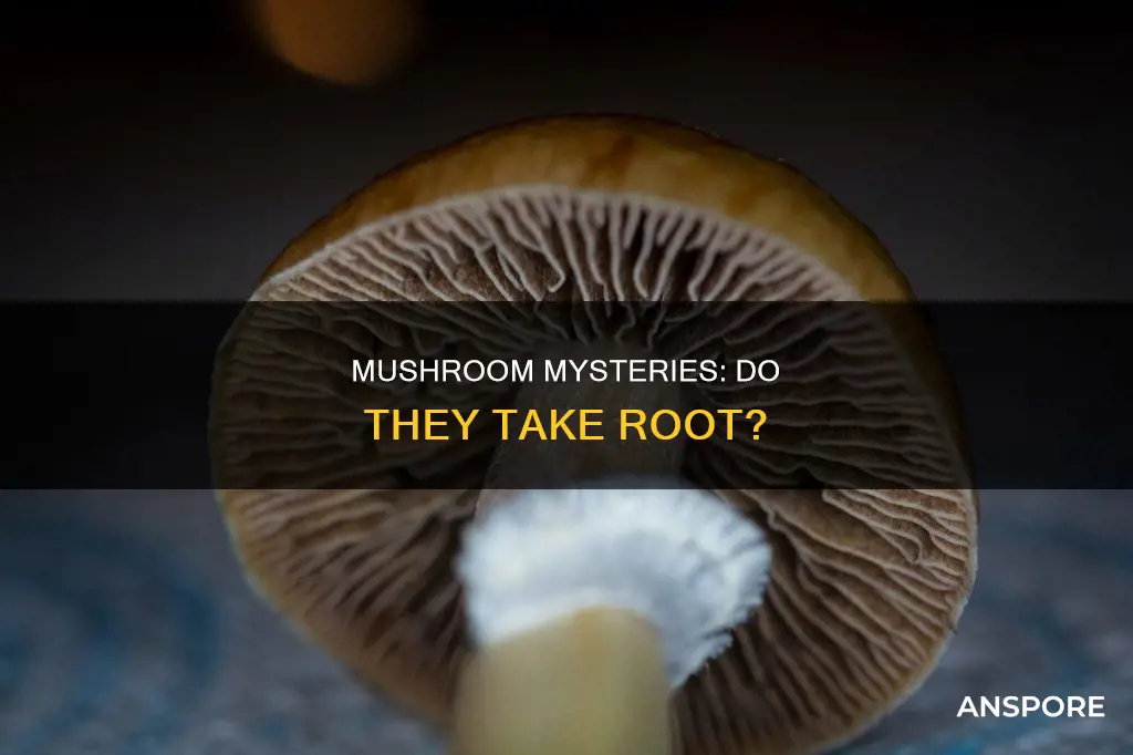 do mushrooms take root