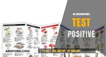 Mushrooms and Drug Tests: What You Need to Know