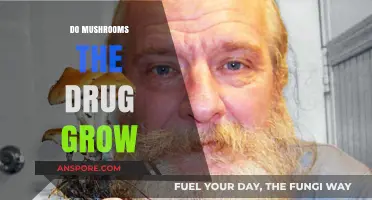 Do Mushrooms Grow Wild? Exploring Psilocybin's Natural Habitat and Risks