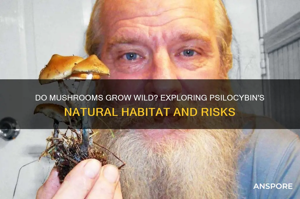 do mushrooms the drug grow