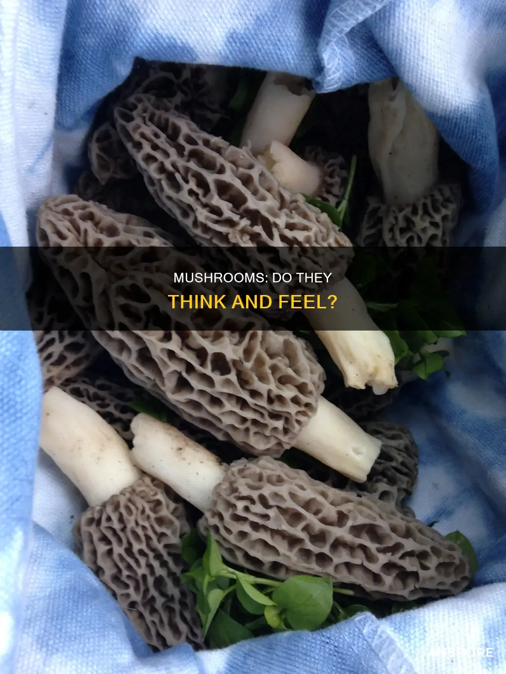 do mushrooms think