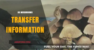 Mushrooms' Intriguing Information Transfer: Unlocking Nature's Secrets