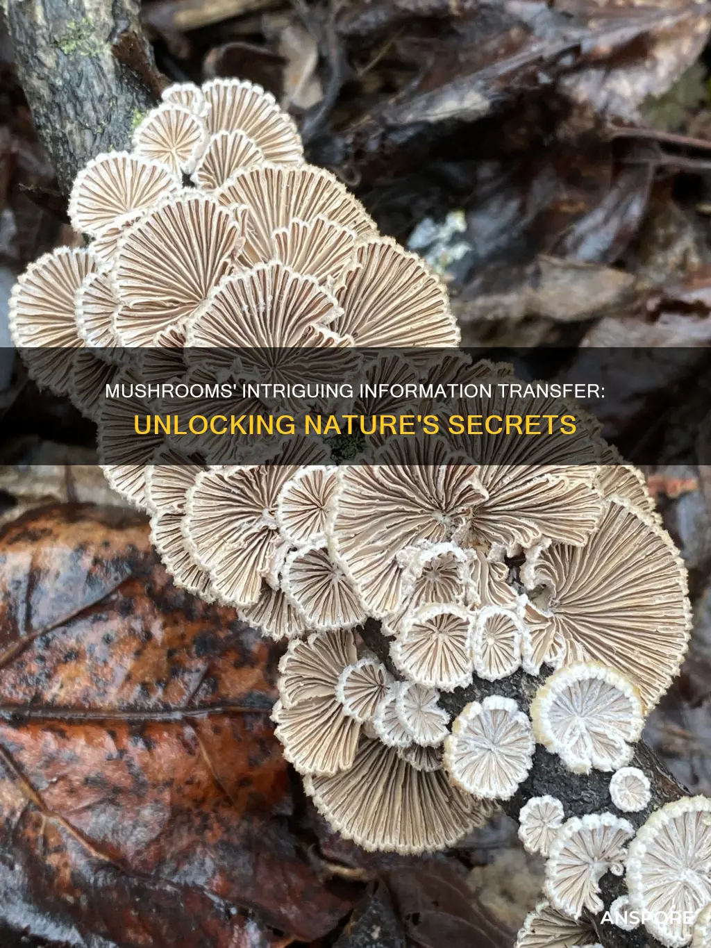 do mushrooms transfer information