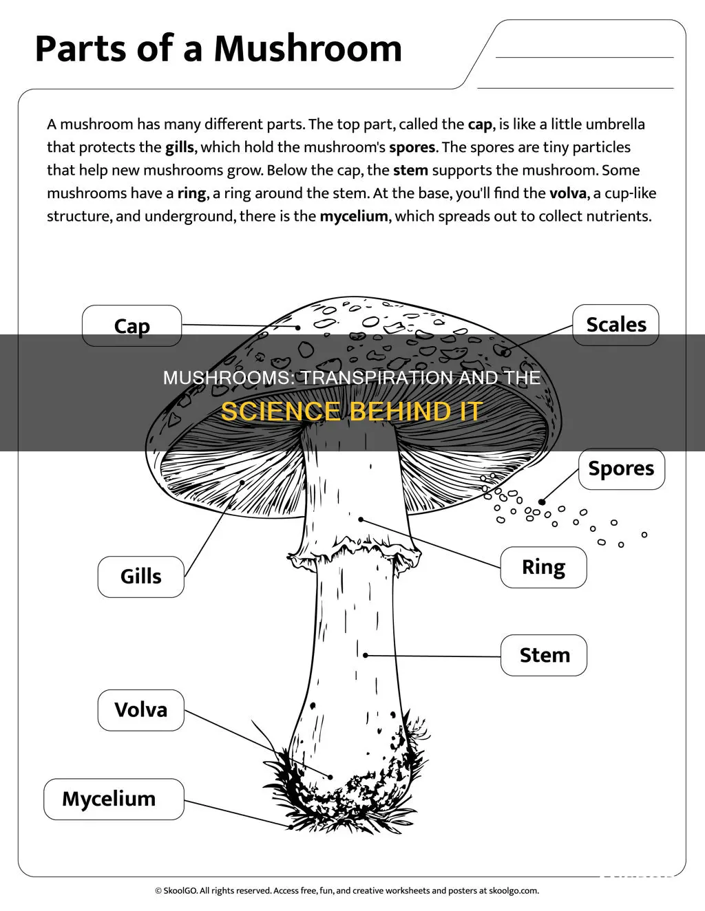 do mushrooms transpiration