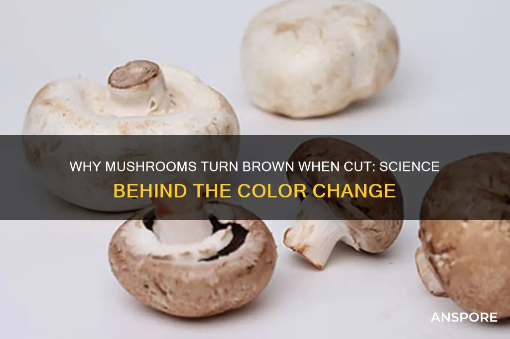 do mushrooms turn brown when cut