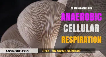Do Mushrooms Use Anaerobic Cellular Respiration? Exploring Fungal Metabolism