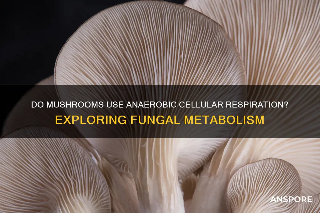 do mushrooms ues anaerobic cellular respiration