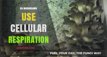 Do Mushrooms Use Cellular Respiration? Exploring Fungal Energy Metabolism