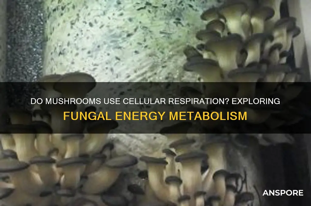 do mushrooms use cellular respiration