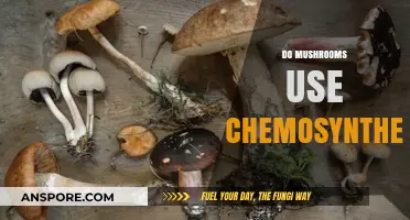 Do Mushrooms Use Chemosynthesis? Unraveling Their Unique Energy Source