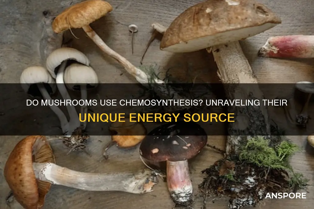 do mushrooms use chemosynthesis