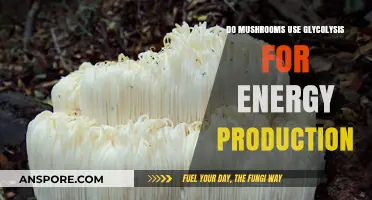 Do Mushrooms Use Glycolysis for Energy Production? Exploring Fungal Metabolism