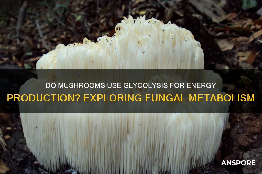 do mushrooms use glycolysis for energy production