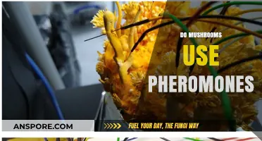 Do Mushrooms Use Pheromones? Unveiling Fungal Communication Secrets