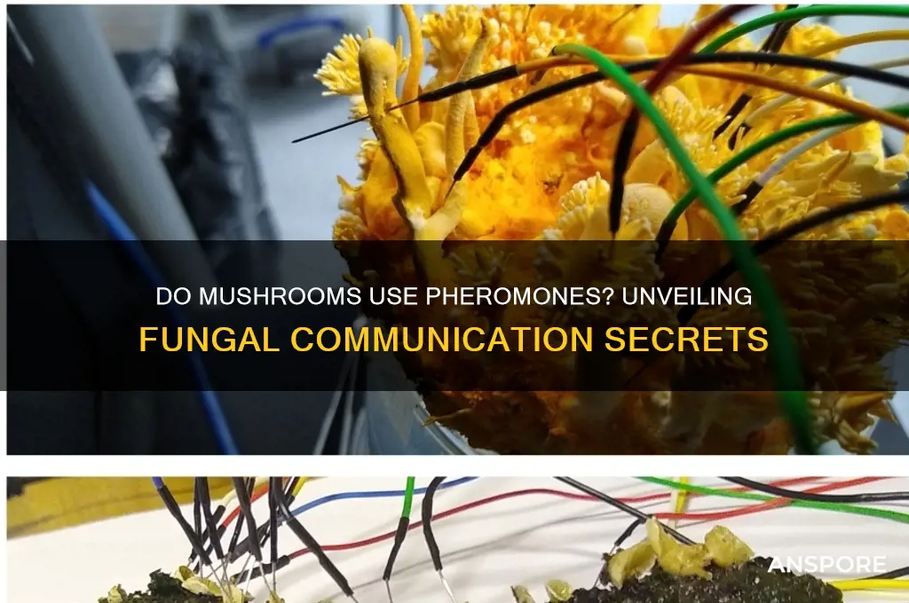 do mushrooms use pheromones