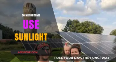 Do Mushrooms Use Sunlight? Unveiling Their Unique Energy Secrets