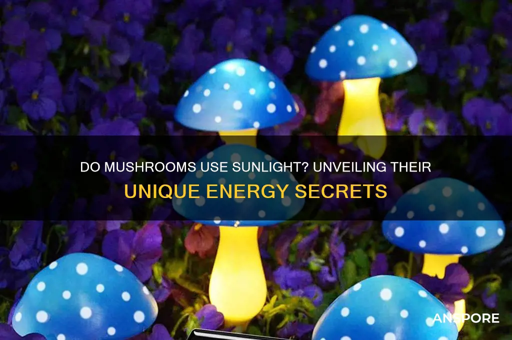 do mushrooms use sunlight