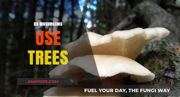 Do Mushrooms Use Trees? Exploring the Symbiotic Forest Relationship