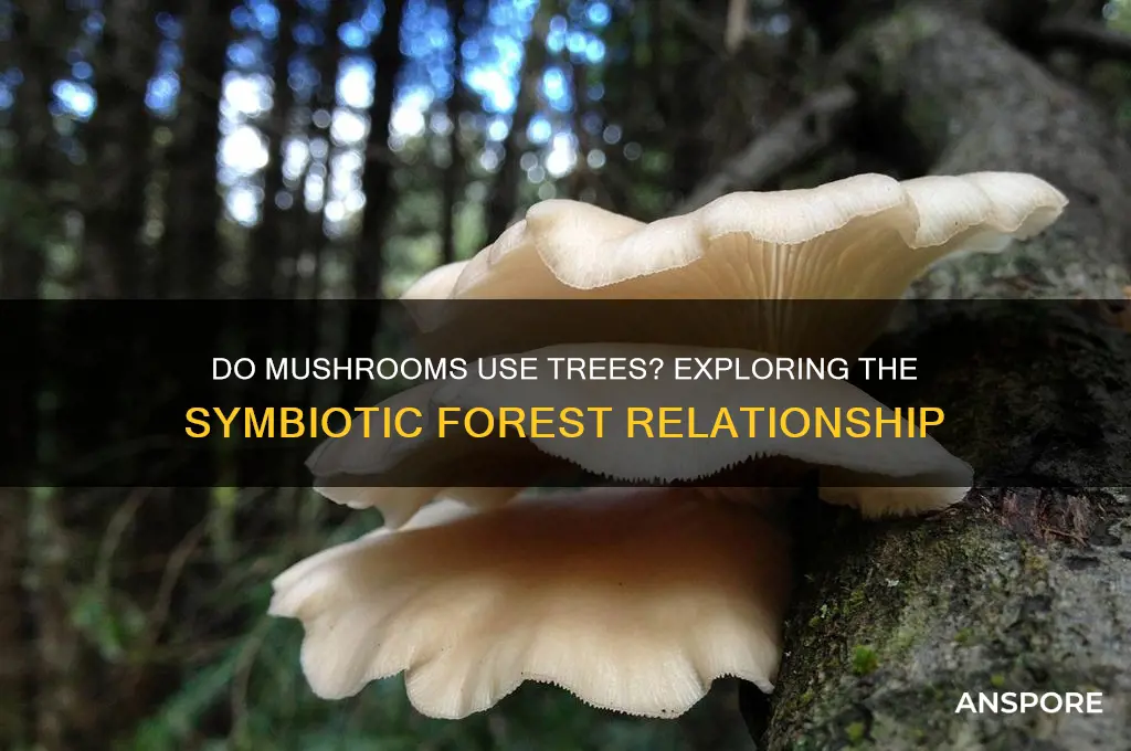 do mushrooms use trees