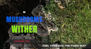 Mushrooms: Understanding Their Life Cycle and Withering