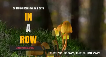 Can You Take Mushrooms Consecutively? Exploring Two-Day Usage Effects