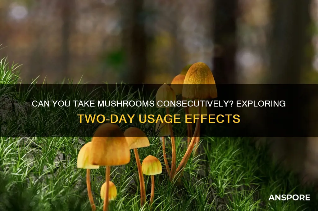 do mushrooms work 2 days in a row