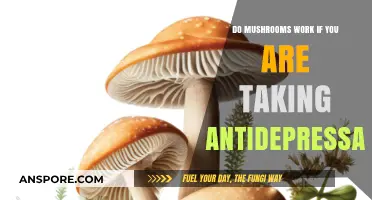 Mushrooms and Antidepressants: Can They Safely Work Together?
