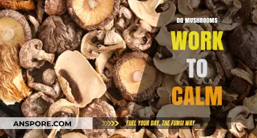 Mushrooms: Nature's Calm