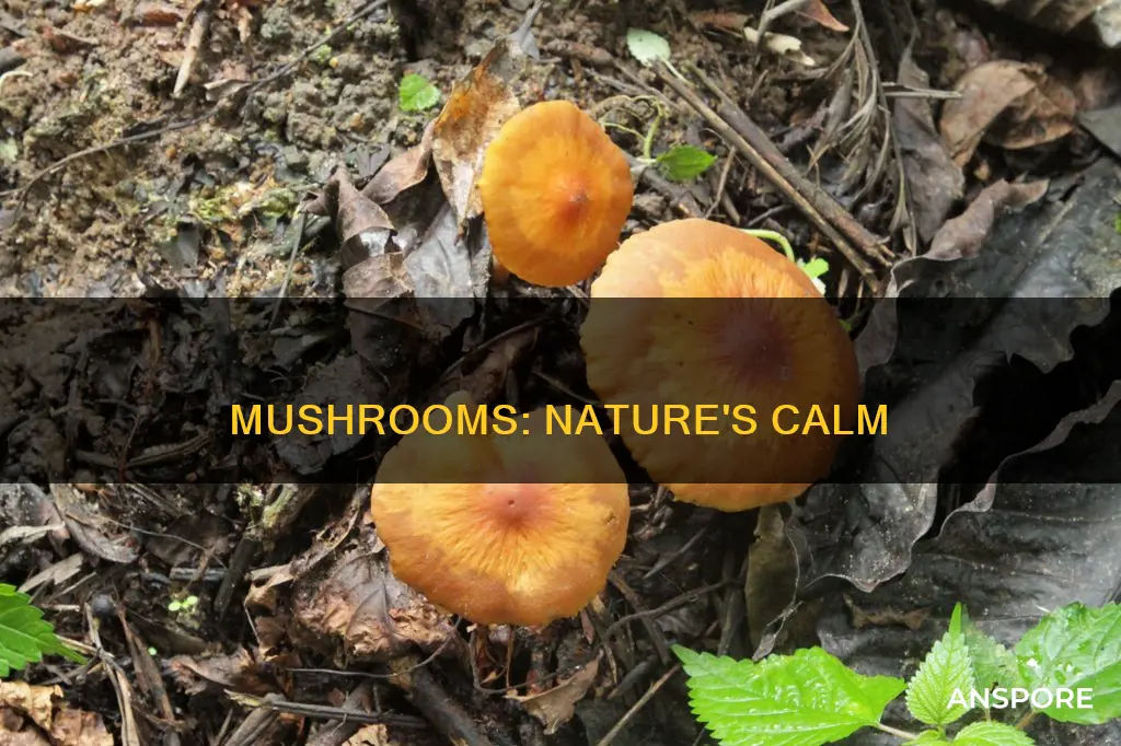 do mushrooms work to calm