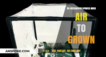 Do Mushroom Spores Need Air to Grow? Unveiling the Truth