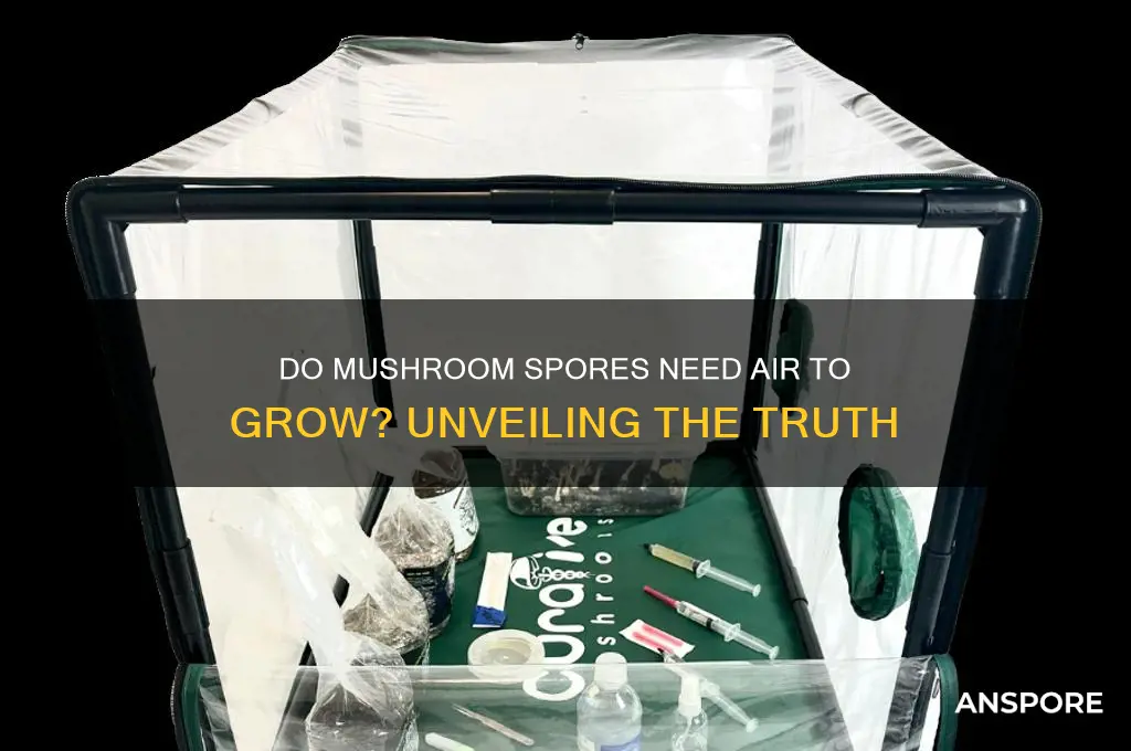 do mushroon spores need air to grown